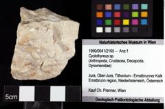 Foto (Objket + Etiketten) von Cyclothyreus sp. 